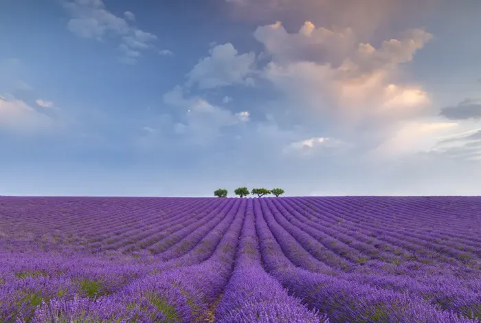 Framed Print : Lonely trees in a lavender field near Valensole at sunrise, Alpes-de-Haute-Provence Framed Print : Lonely trees in a lavender field near Valensole at sunrise, Alpes-de-Haute-Provence