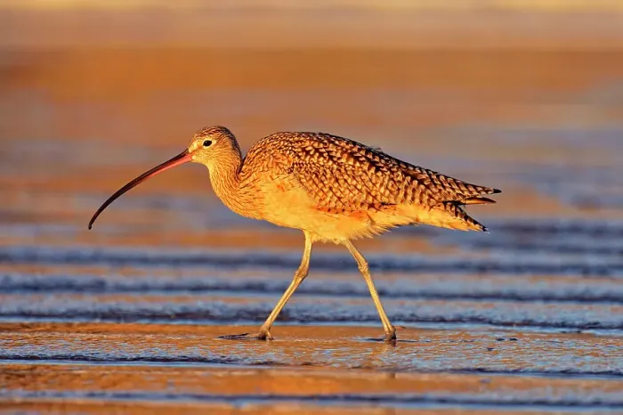 Framed Print : Long-billed Curlew (Numenius americanus), Morro Bay, California, USA Framed Print : Long-billed Curlew (Numenius americanus), Morro Bay, California, USA