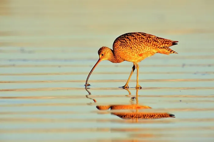 Framed Print : Long-billed Curlew (Numenius americanus), Morro Bay, California, USA Framed Print : Long-billed Curlew (Numenius americanus), Morro Bay, California, USA