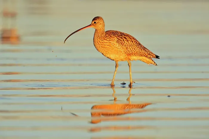 Framed Print : Long-billed Curlew (Numenius americanus), Morro Bay, California, USA Framed Print : Long-billed Curlew (Numenius americanus), Morro Bay, California, USA