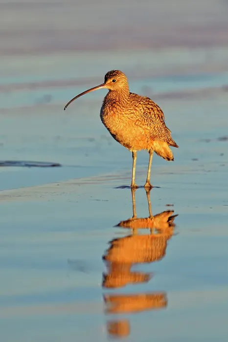 Framed Print : Long-billed Curlew (Numenius americanus), Morro Bay, California, USA Framed Print : Long-billed Curlew (Numenius americanus), Morro Bay, California, USA