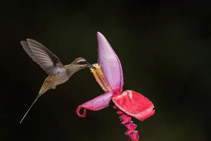 Framed Print : Long-billed hermit (Phaethornis longirostris), Guapiles, Limon, Costa Rica