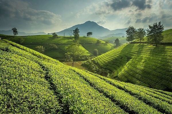 Long Coc tea estates, Phu Tho Province, Vietnam