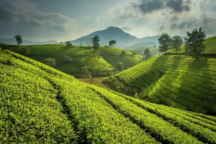 Framed Print : Long Coc tea estates, Phu Tho Province, Vietnam Framed Print : Long Coc tea estates, Phu Tho Province, Vietnam