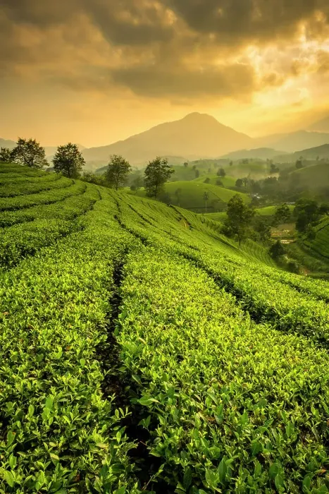 Framed Print : Long Coc tea estates, Phu Tho Province, Vietnam