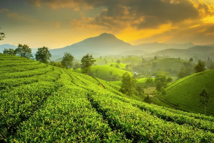 Framed Print : Long Coc tea estates, Phu Tho Province, Vietnam