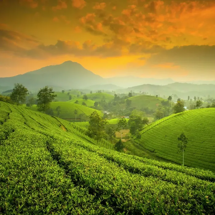 Framed Print : Long Coc tea estates, Phu Tho Province, Vietnam Framed Print : Long Coc tea estates, Phu Tho Province, Vietnam