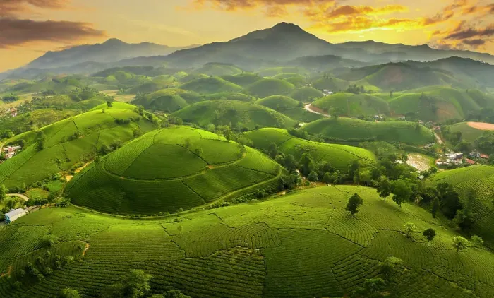 Framed Print : Long Coc tea estates, Phu Tho Province, Vietnam Framed Print : Long Coc tea estates, Phu Tho Province, Vietnam