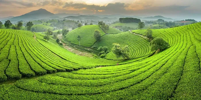 Framed Print : Long Coc tea estates, Phu Tho Province, Vietnam Framed Print : Long Coc tea estates, Phu Tho Province, Vietnam