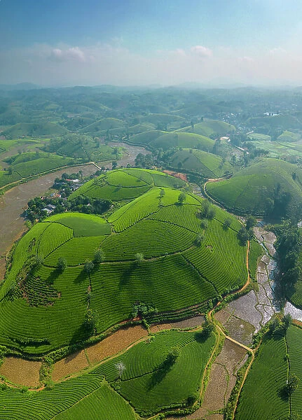 Long Coc tea estates, Phu Tho Province, Vietnam