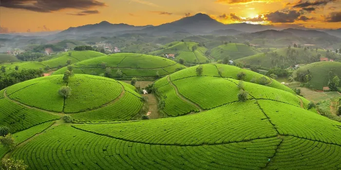 Framed Print : Long Coc tea estates, Phu Tho Province, Vietnam Framed Print : Long Coc tea estates, Phu Tho Province, Vietnam