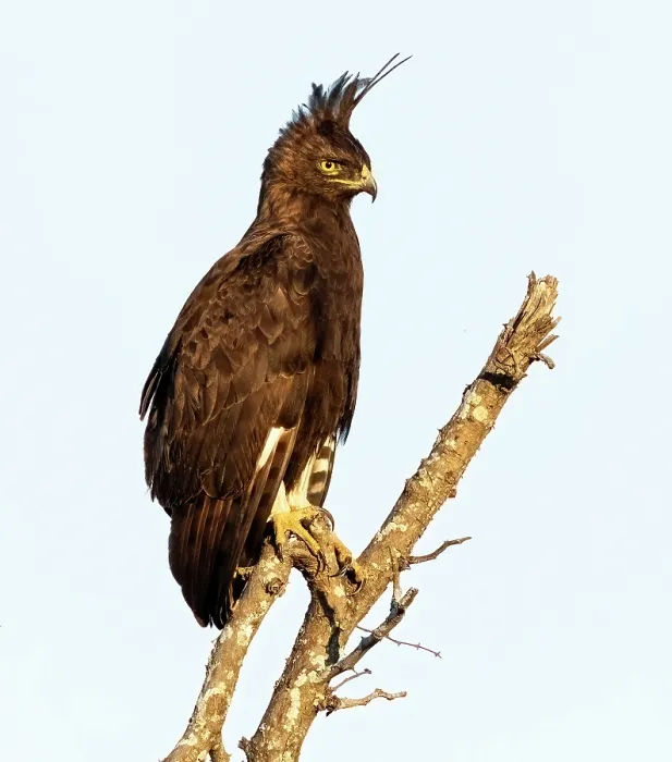 Framed Print : Long-crested eagle, , Zimanga Private Game Reserve, KwaZulu Natal, South Africa Framed Print : Long-crested eagle, , Zimanga Private Game Reserve, KwaZulu Natal, South Africa