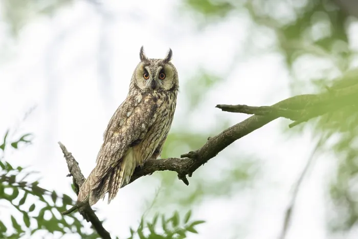 Framed Print : Long-eared Owl (Asio otus), adult perched in tree near Bratsigovo, Bulgaria, June 2024