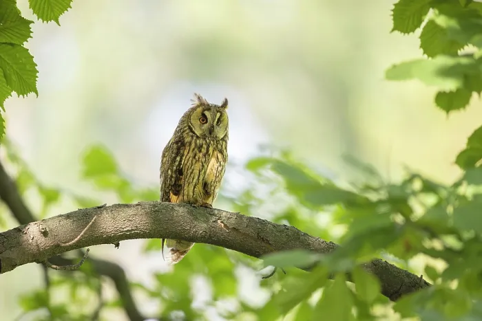 Framed Print : Long-eared Owl (Asio otus), adult perched in tree near Bratsigovo, Bulgaria, June 2024 Framed Print : Long-eared Owl (Asio otus), adult perched in tree near Bratsigovo, Bulgaria, June 2024