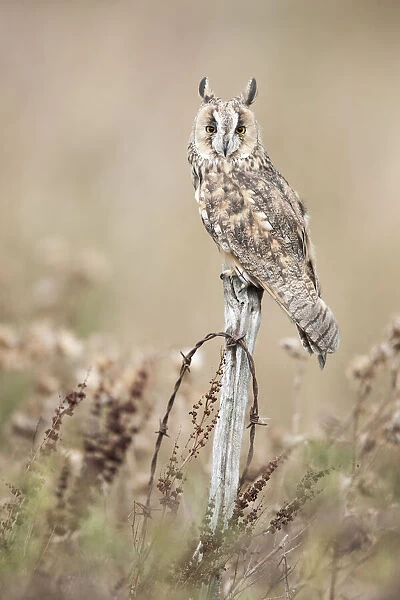 Long-eared Owl (Asio otus) (C) UK