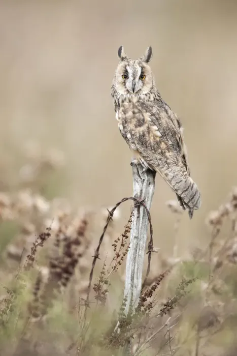 Framed Print : Long-eared Owl (Asio otus) (C) UK