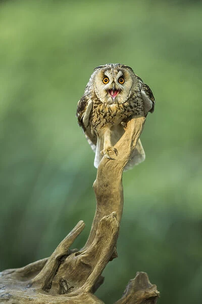 Long-eared Owl (Asio otus) (C) UK