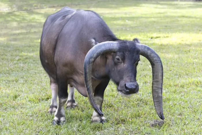 Framed Print : Long horned bull, Vinales, Cuba Framed Print : Long horned bull, Vinales, Cuba
