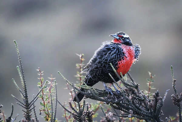 Long tailed meadowlark bird warming up during a cold autumn morning in Torres del Paine