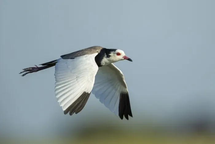 Framed Print : Long-toed lapwing (Vanellus crassirostris) in flight, Chobe National Park, Botswana Framed Print : Long-toed lapwing (Vanellus crassirostris) in flight, Chobe National Park, Botswana