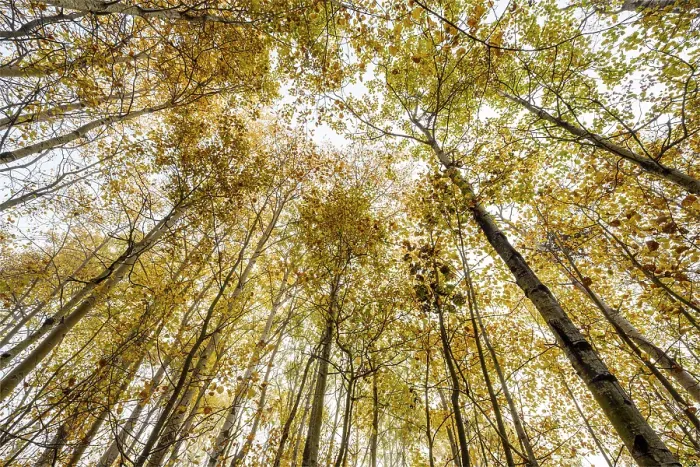 Framed Print : Looking up in an aspen woodland in autumn, Greater Sudbury, Ontario, Canada Framed Print : Looking up in an aspen woodland in autumn, Greater Sudbury, Ontario, Canada