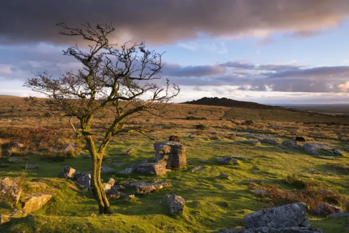 Framed Print : Looking to Pew Tor from Feather Tor, Dartmoor, Devon, England. Autumn (September) Framed Print : Looking to Pew Tor from Feather Tor, Dartmoor, Devon, England. Autumn (September)