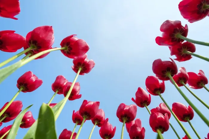 Framed Print : Looking up at tulip blossoms against blue sunny sky, Ursem, North Holland, Netherlands Framed Print : Looking up at tulip blossoms against blue sunny sky, Ursem, North Holland, Netherlands