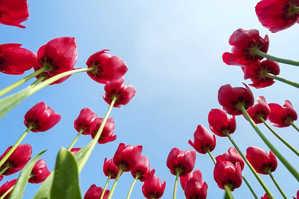 Looking up at tulip blossoms against blue sunny sky, Ursem, North Holland, Netherlands