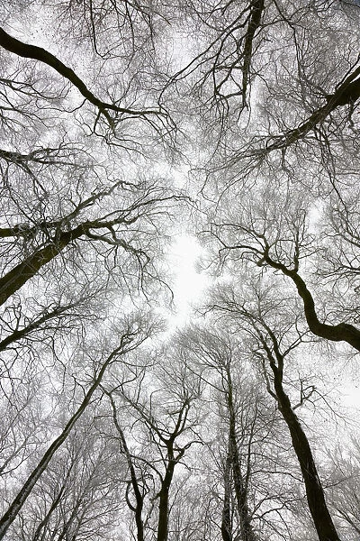 Looking up at winter tree canopy, Gloucestershire, UK