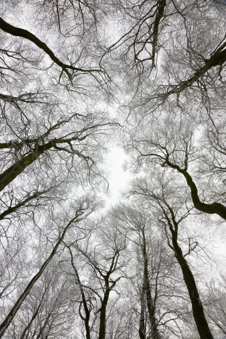 Framed Print : Looking up at winter tree canopy, Gloucestershire, UK Framed Print : Looking up at winter tree canopy, Gloucestershire, UK