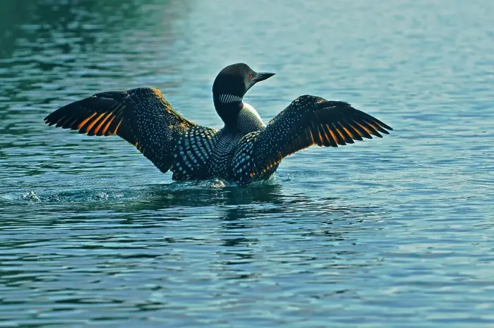 Framed Print : loon displaying on Killarney Lake Killarney Provincial Park, Ontario, Canada Framed Print : loon displaying on Killarney Lake Killarney Provincial Park, Ontario, Canada