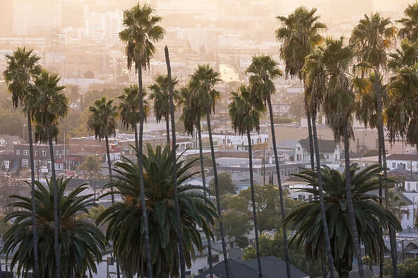 Los Angeles Downtown and palm trees at sunset. This is a classic view of the city of