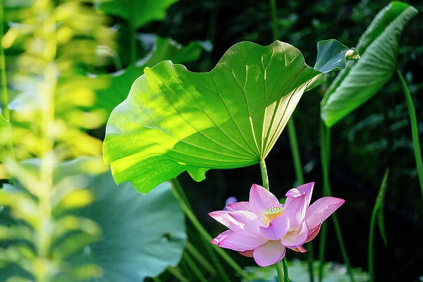 Lotus flower, Kyoto, Japan