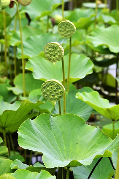 Lotus flowers, Sir Seewoosagur Rangoolam Botanical Garden, Pamplemousses, Mauritius