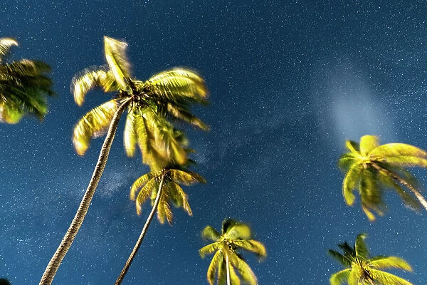 Low angle of palm trees brightly lit by Milky Way at night, Jambiani, Zanzibar, Tanzania