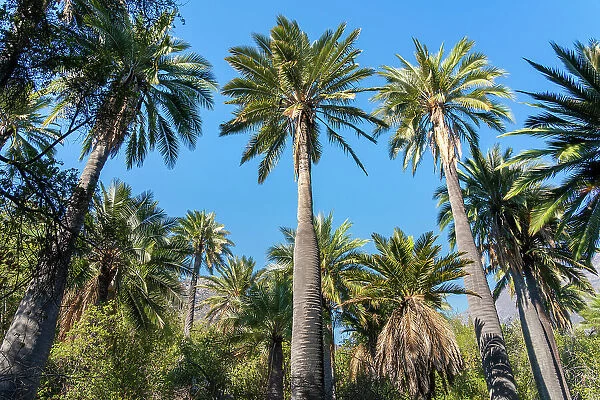 Low angle view of grove of Chilean wine palm trees at Sector Palmas de Ocoa, La Campana National Park, Cordillera De La Costa, Quillota Province, Valparaiso Region, Chile