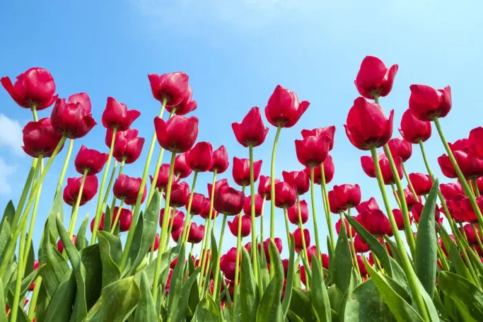 Framed Print : Low angle view of red tulip blossoms against blue sky, Ursem, North Holland, Netherlands Framed Print : Low angle view of red tulip blossoms against blue sky, Ursem, North Holland, Netherlands
