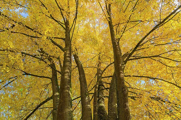 Low angle view of trees with yellow leaves in autumn, Hruba Skala, Bohemian Paradise Protected Landscape Area, Semily District, Liberec Region, Bohemia, Czech Republic