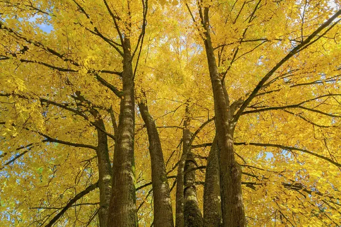 Framed Print : Low angle view of trees with yellow leaves in autumn, Hruba Skala, Bohemian Paradise Protected Landscape Area, Semily District, Liberec Region, Bohemia, Czech Republic Framed Print : Low angle view of trees with yellow leaves in autumn, Hruba Skala, Bohemian Paradise Protected Landscape Area, Semily District, Liberec Region, Bohemia, Czech Republic