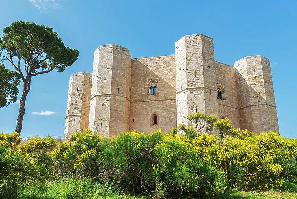 Low angle view of the white castle of Castel del Monte among yellow flower, UNESCO World Heritage Site, Castel del Monte, Apulia, Italy