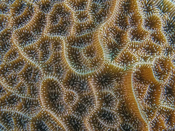 Framed Print : Low Relief Lettuce Coral (Agaricia humilis), Grand Cayman, Cayman Islands, British West Indies Framed Print : Low Relief Lettuce Coral (Agaricia humilis), Grand Cayman, Cayman Islands, British West Indies