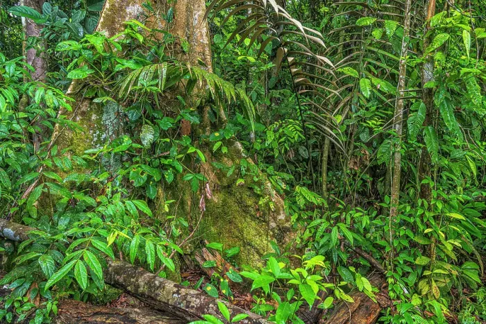 Framed Print : Lowland Caribbean Rainforest, Costa Rica Framed Print : Lowland Caribbean Rainforest, Costa Rica