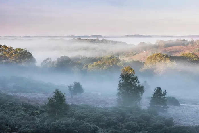 Framed Print : Lowland Heathland at Millersford Bottom, Fordingbridge, New Forest Natioinal Park, Hampshire, England, November 2021 Framed Print : Lowland Heathland at Millersford Bottom, Fordingbridge, New Forest Natioinal Park, Hampshire, England, November 2021