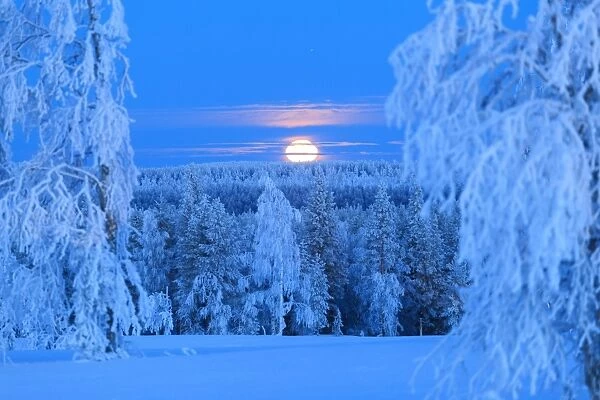 Lunar sunrise over the woods of Lapland. Hukanmaa  /  Kitkiojoki, Norbottens Ian, Lapland