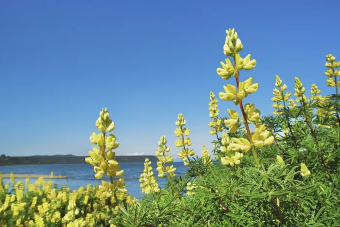 Framed Print : Lupine meadow - New Zealand, North Island, Waikato, Lake Taupo, Waitahanui Framed Print : Lupine meadow - New Zealand, North Island, Waikato, Lake Taupo, Waitahanui