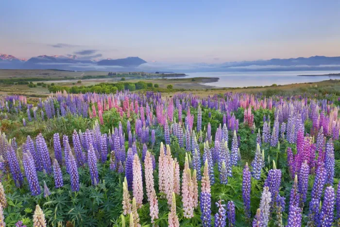 Framed Print : Lupine meadow - New Zealand, South Island, Canterbury, Mackenzie, Lake Tekapo Framed Print : Lupine meadow - New Zealand, South Island, Canterbury, Mackenzie, Lake Tekapo