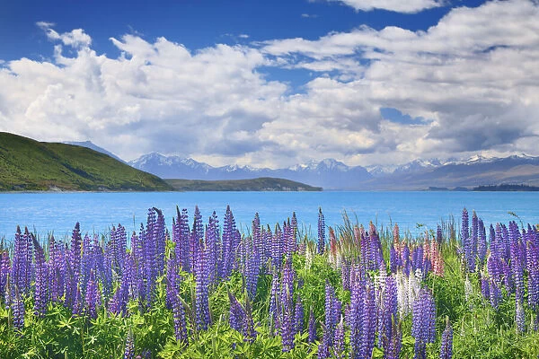 Lupine meadow - New Zealand, South Island, Canterbury, Mackenzie, Lake Tekapo