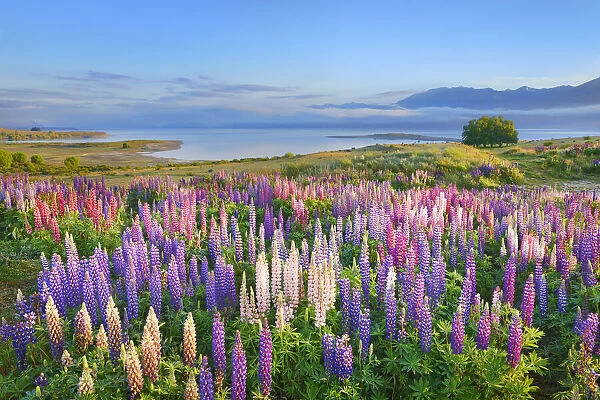 Lupine meadow - New Zealand, South Island, Canterbury, Mackenzie, Lake Tekapo
