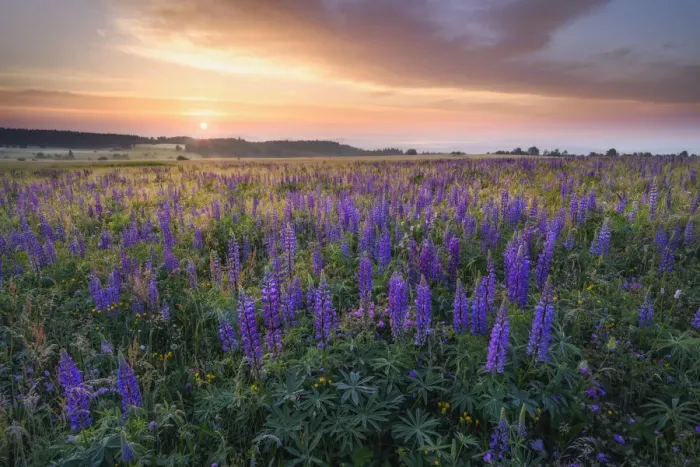 Framed Print : Lupine meadow at sunrise in the Bavarian Rhaon, UNESCO Biosphere Reserve Rhaon Framed Print : Lupine meadow at sunrise in the Bavarian Rhaon, UNESCO Biosphere Reserve Rhaon
