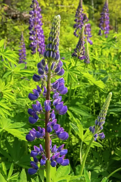 Framed Print : Lupines growing on Kendall Inlet Road Kenora, Ontario, Canada Framed Print : Lupines growing on Kendall Inlet Road Kenora, Ontario, Canada